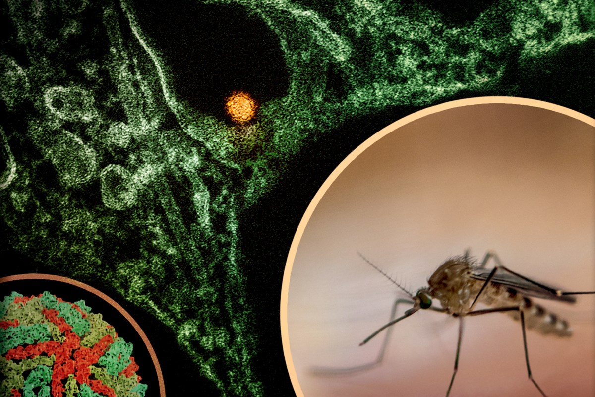 NYC Plans Mosquito Spraying in South Brooklyn in Response to West Nile Virus