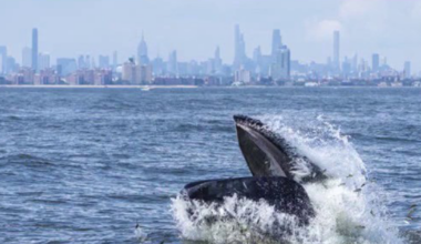 NYC reaches whale-sized milestone: 500th humpback whale spotted