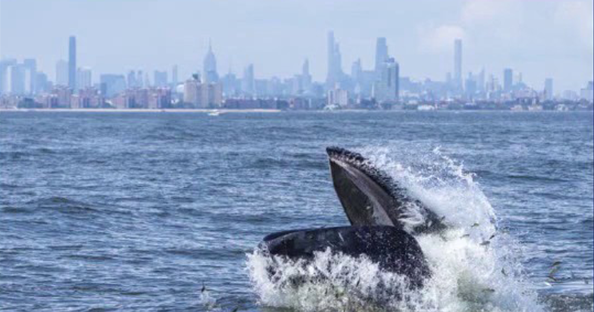 NYC reaches whale-sized milestone: 500th humpback whale spotted