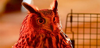 Wild Inside Owl Doc Trailer