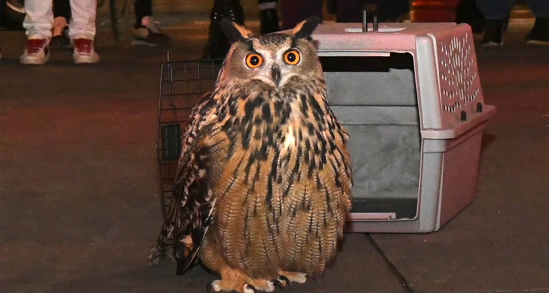 Adorable Trailer for 'Wild Inside' Doc Following NYC's Flaco the Owl