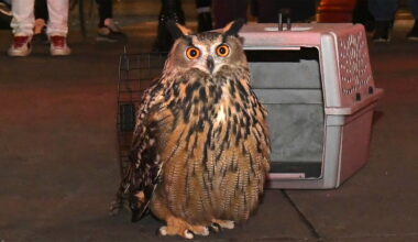 Adorable Trailer for 'Wild Inside' Doc Following NYC's Flaco the Owl