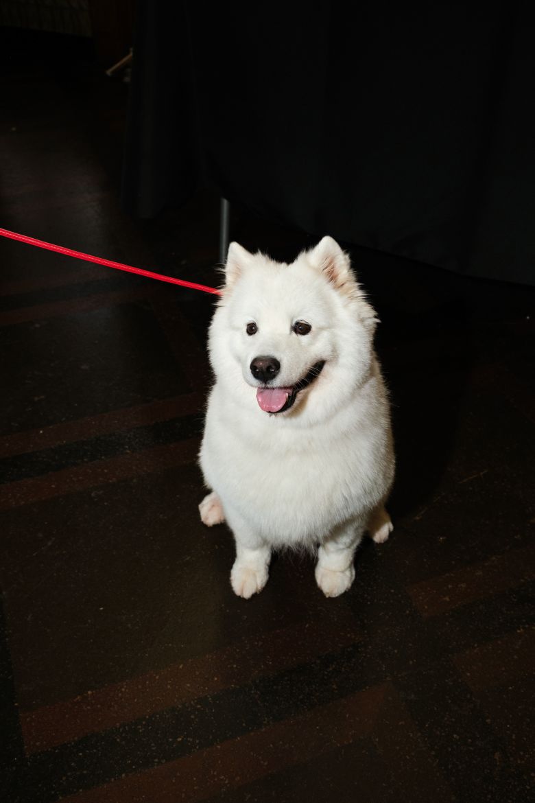 No, this isn't Wendy Swift-Kelce! Instead, it's a Samoyed named Tilly who appeared alongside designer Tommy Hilfiger for his show finale.