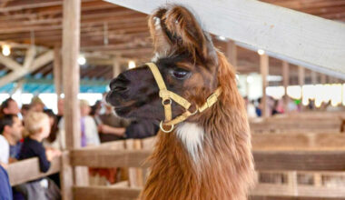 From llamas to lavender, agritourism grows in New York state
