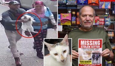 Beloved NYC bodega cat stolen from store as kitty's fans have their claws out for the petnappers