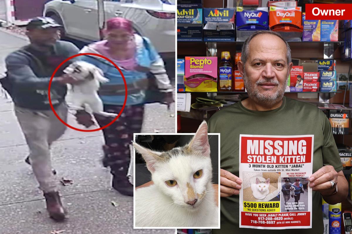 Beloved NYC bodega cat stolen from store as kitty's fans have their claws out for the petnappers