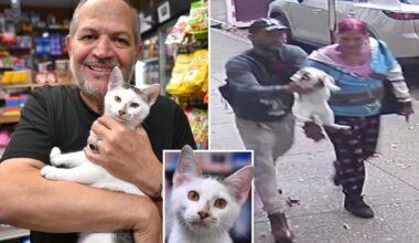 NYC bodega cat returned days after he was snatched from street