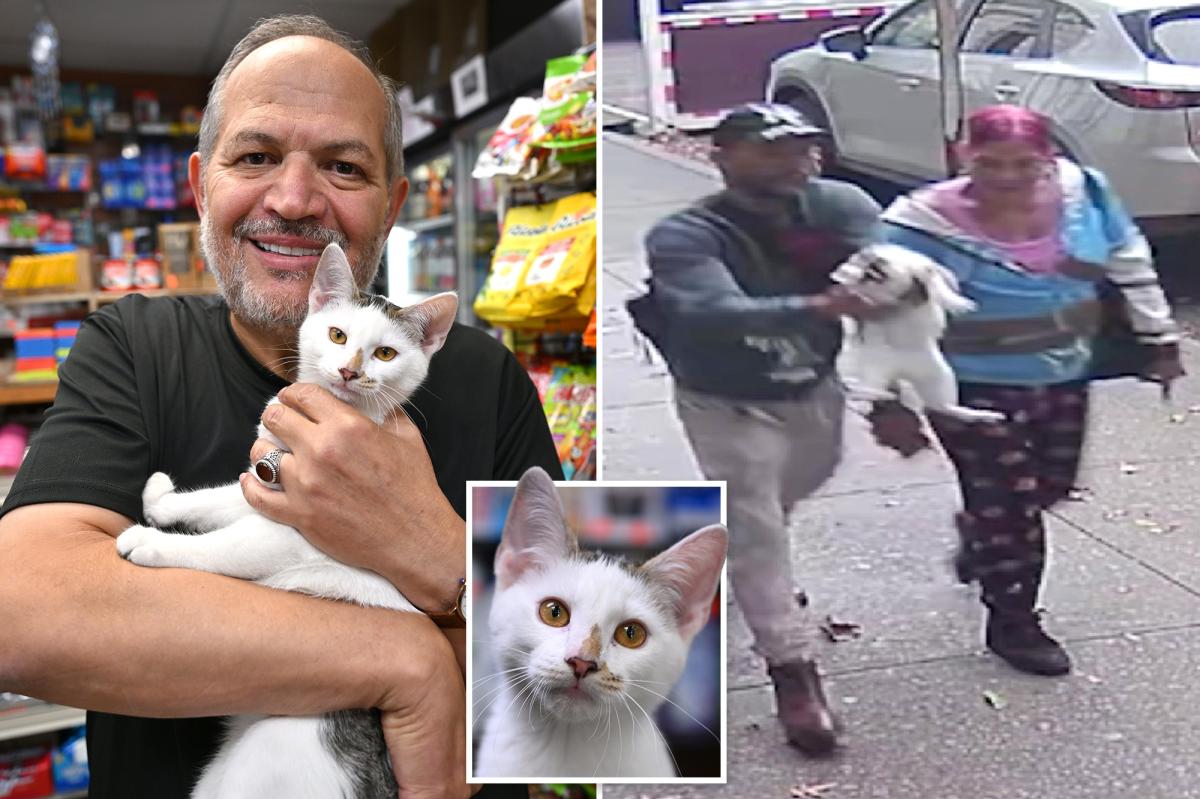 NYC bodega cat returned days after he was snatched from street
