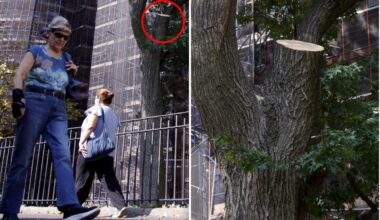 Tree limb that injured NYC hotdog vendor was just inspected: city