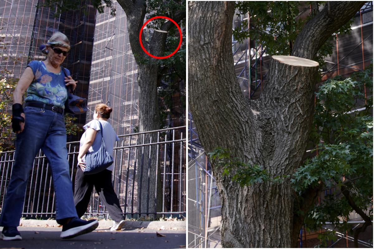 Tree limb that injured NYC hotdog vendor was just inspected: city
