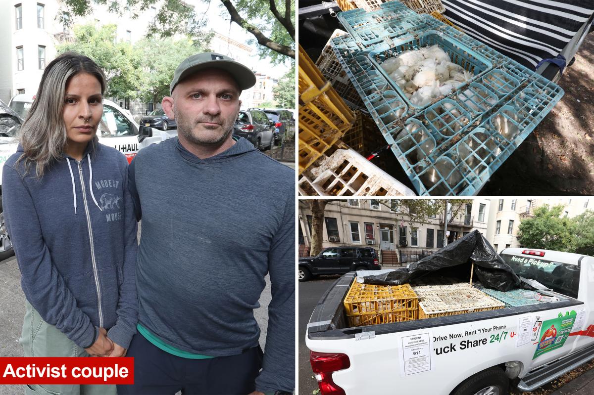 Hundreds of dead chickens found abandoned in NYC U-Hauls: cops and activists