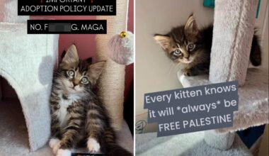 NYC kitten rescue Itty Bitty City Kitties bans MAGA from adoption in Brooklyn