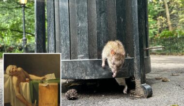 Obese rat dies escaping NYC trash can — but locals laud sick scene as high art: ‘New York sculpture’