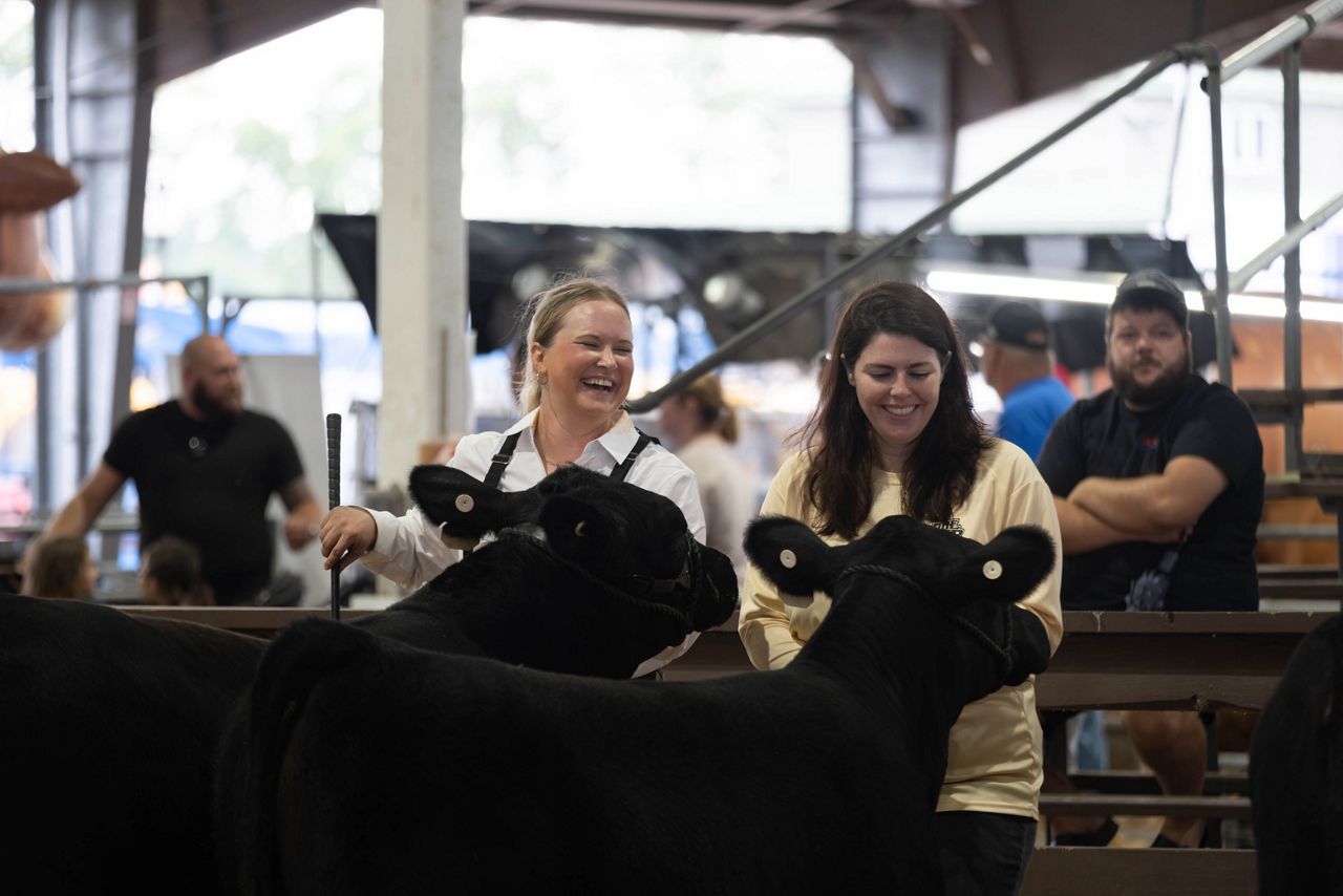 Woman at state fair showing her cattle