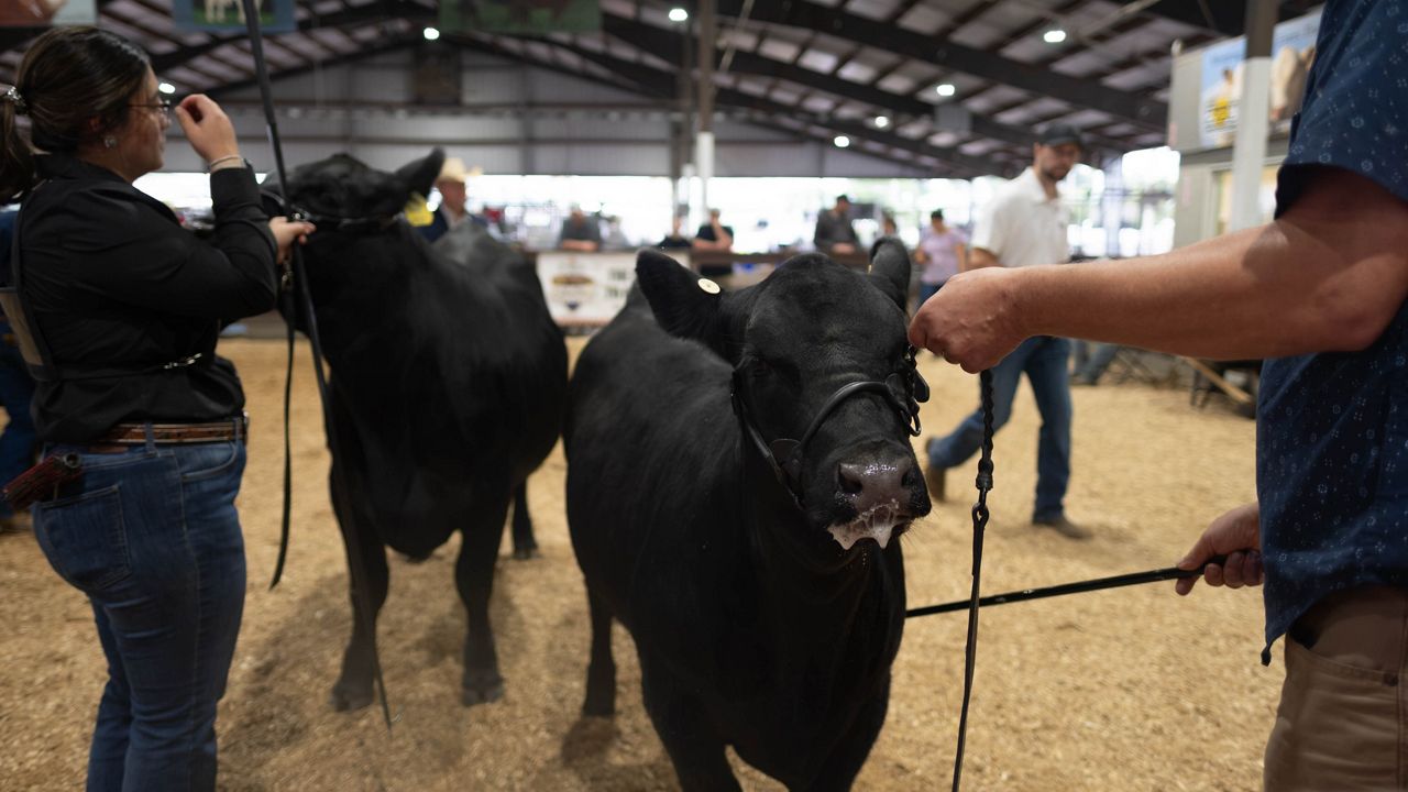 Exhibitors show beef cattle.