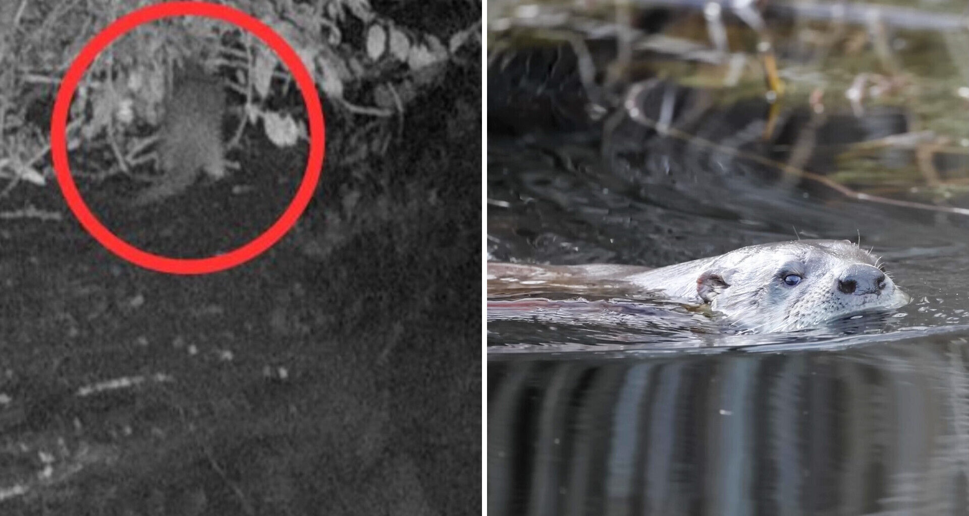 A river otter partially hidden in bushes and another otter swimming in clear water.