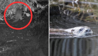 A river otter partially hidden in bushes and another otter swimming in clear water.