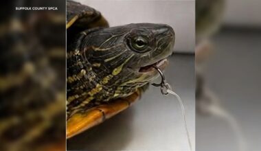 Turtle with fish hook in mouth found tethered, submerged inside a cage in lake at Long Island park