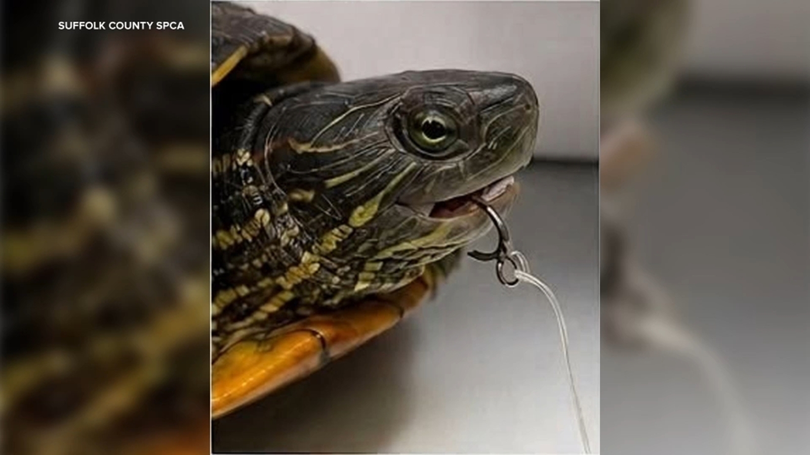 Turtle with fish hook in mouth found tethered, submerged inside a cage in lake at Long Island park