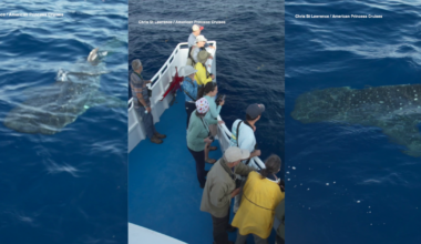 Endangered whale shark spotted just off NYC coast in extraordinary encounter