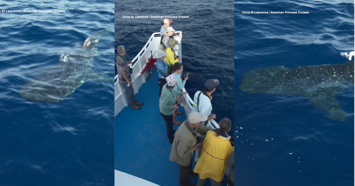 Endangered whale shark spotted just off NYC coast in extraordinary encounter