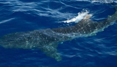 Video: Massive whale shark caught on camera swimming in New York waters