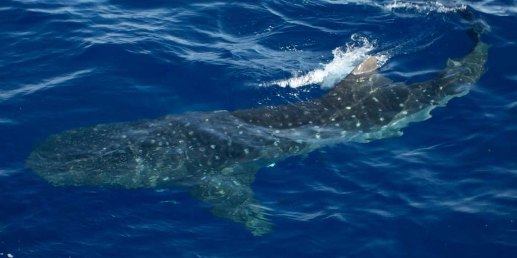 Video: Massive whale shark caught on camera swimming in New York waters