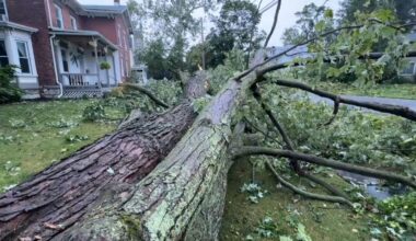 downed trees in waterloo neighborhood