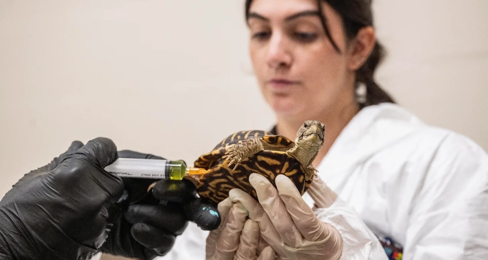 A person in gloves administers an injection to a turtle in a clinical setting.