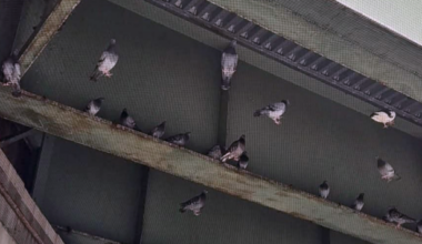 Bayonne bird rescue efforts near completion as animal activists voice concerns