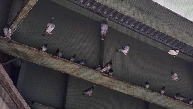 Bayonne bird rescue efforts near completion as animal activists voice concerns
