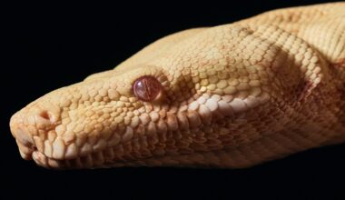 Even snakes have to audition for the opera at the Met. Princess the boa constrictor got the part – WPRI.com