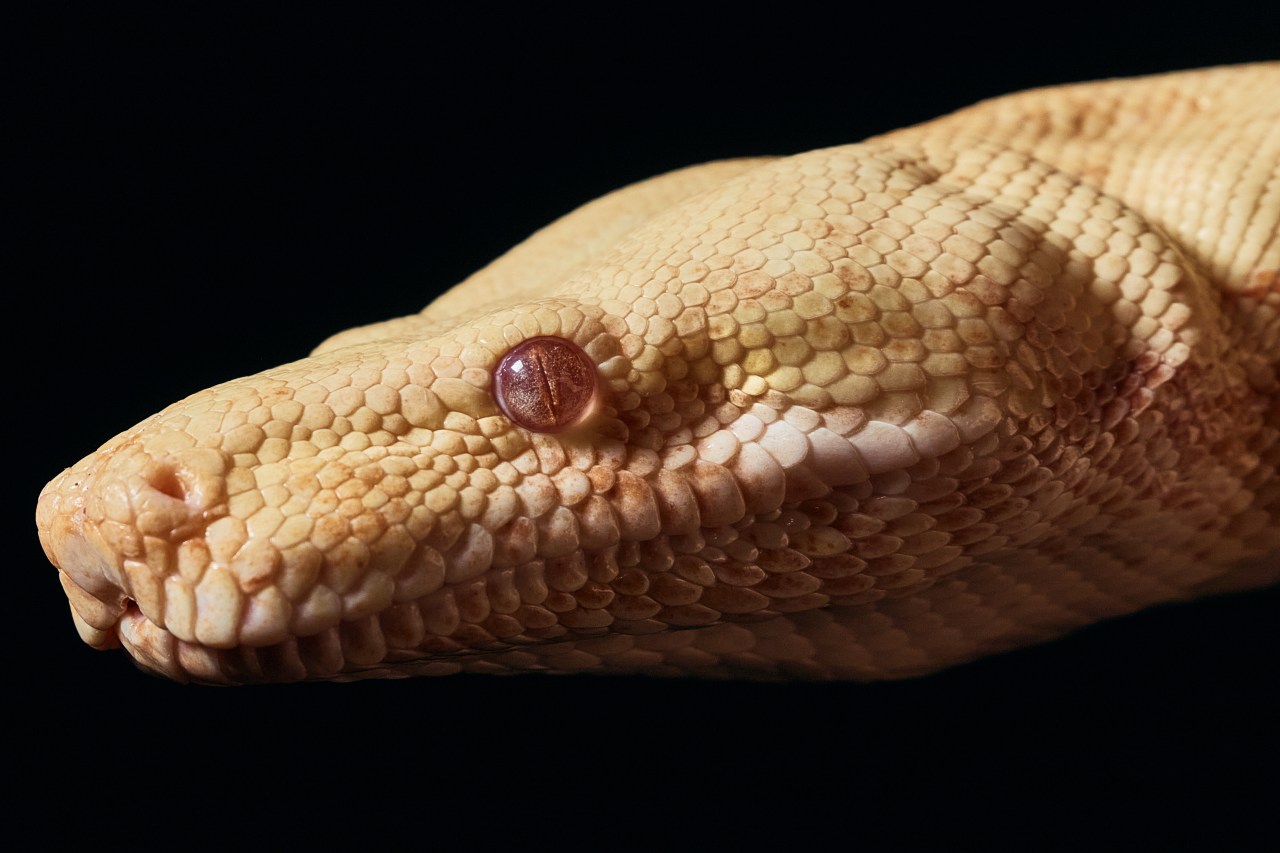 Even snakes have to audition for the opera at the Met. Princess the boa constrictor got the part – WPRI.com