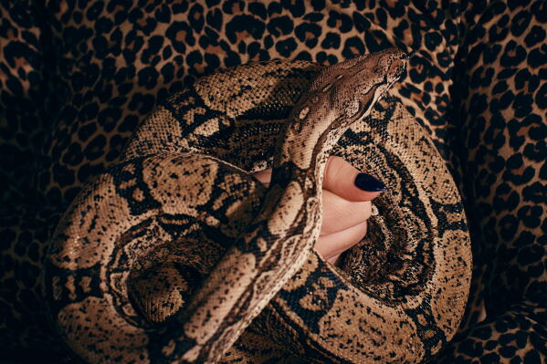 Performance artist Zoe Ziegfeld, who plays the part of a snake charmer, handles a snake during auditions to select a snake for a part in an adaptation of Mozart’s “Così fan tutte," at the Metropolitan Opera in New York, Friday, Aug. 28, 2026. (AP Photo/Andres Kudacki)