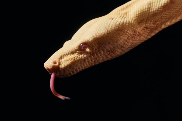 A snake is auditioned for a part in an adaptation of Mozart’s “Così fan tutte," at the Metropolitan Opera in New York, Friday, Aug. 28, 2026. (AP Photo/Andres Kudacki)
