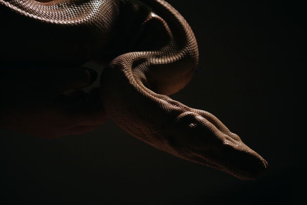 A snake attends an audition for a part in an adaptation of Mozart’s “Così fan tutte," at the Metropolitan Opera in New York, Friday, Aug. 28, 2026. (AP Photo/Andres Kudacki)