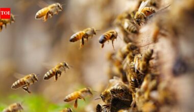 Scientists found an estimated 5.5 million wild bees beneath just 1.5 acres of a New York cemetery, more than three times Manhattan's human population