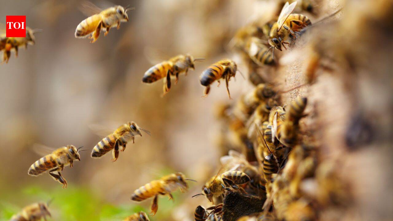 Scientists found an estimated 5.5 million wild bees beneath just 1.5 acres of a New York cemetery, more than three times Manhattan's human population