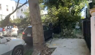 Brooklyn fallen tree topples onto multiple cars on Decatur Street in Bushwick