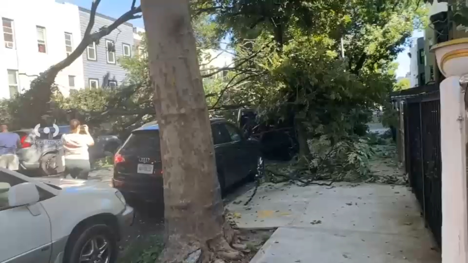 Brooklyn fallen tree topples onto multiple cars on Decatur Street in Bushwick