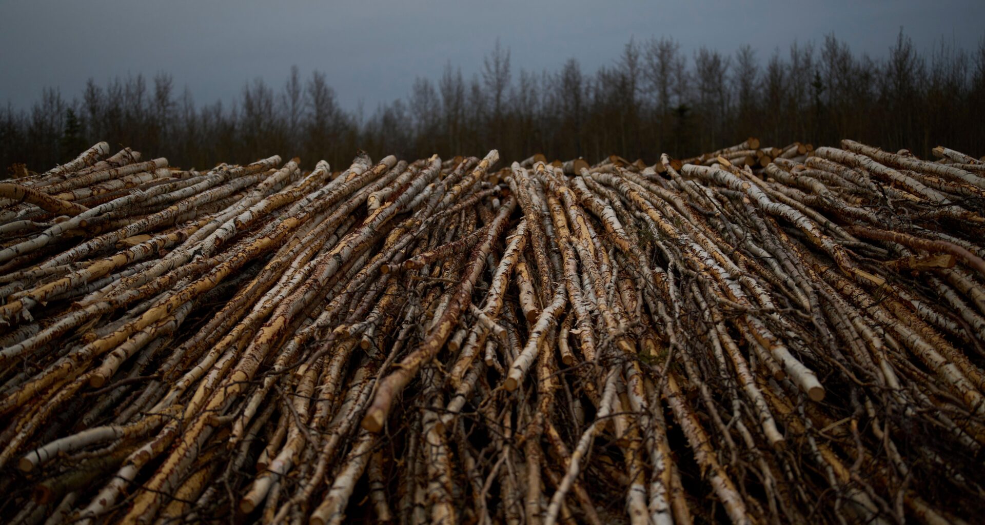 DEC: Follow the NYS firewood regulations to help protect New York’s trees – Oneida Dispatch