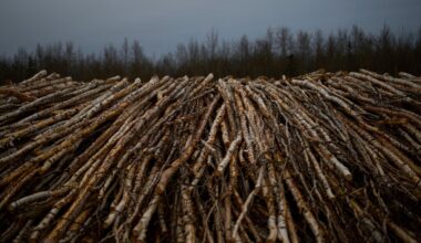 DEC: Follow the NYS firewood regulations to help protect New York’s trees – Oneida Dispatch