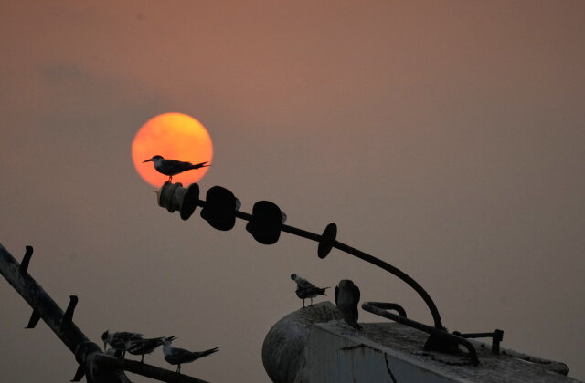 Crested terns perch on the exposed metal framework of a sunken boat at sunset in the Strait of Hormuz off Bandar Abbas, Iran, Sunday, Sept. 6, 2026. (AP Photo/Vahid Salemi)