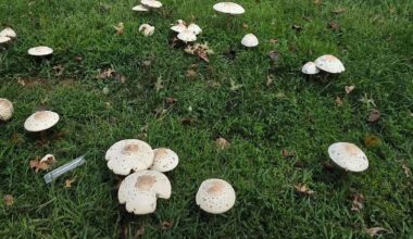 News 12 | Bronx | Mushrooms Are Popping Up Everywhere Should You Be Worried