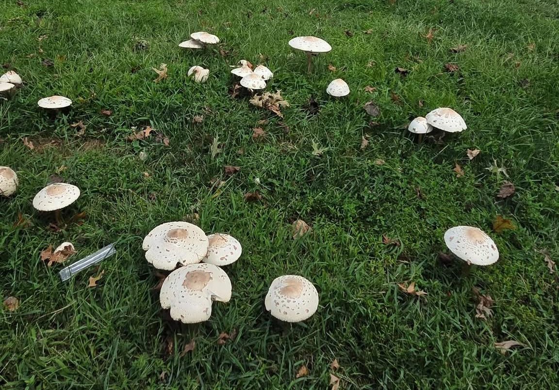 News 12 | Bronx | Mushrooms Are Popping Up Everywhere Should You Be Worried