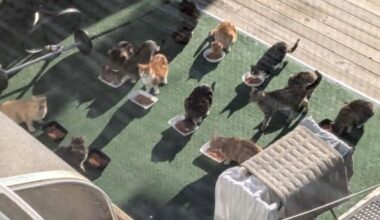 Cluster of community cats found dead in Brooklyn. Locals worry they were poisoned.