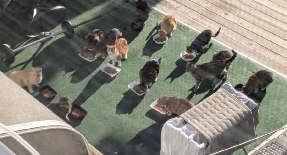 Cluster of community cats found dead in Brooklyn. Locals worry they were poisoned.