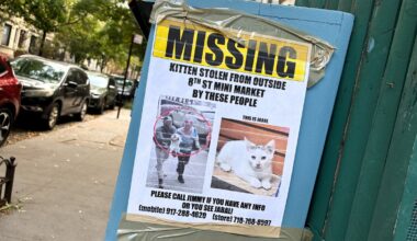 Park Slope locals outraged by catnapping of bodega kitten: ‘It’s unconscionable’