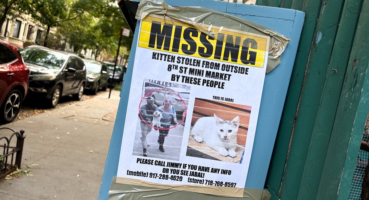Park Slope locals outraged by catnapping of bodega kitten: ‘It’s unconscionable’