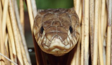 15 Years Ago, a Cobra at the Bronx Zoo Went Missing and Sparked a Social Media Frenzy